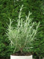 Rosmarinus officinalis