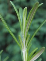 Rosmarinus officinalis - Afbeelding 2