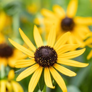 Rudbeckia Goldstrum, Achillea Cerise Queen, Helianthemum