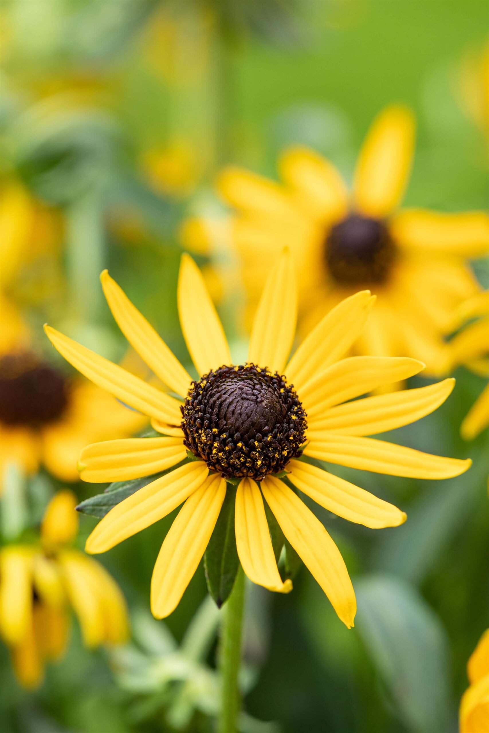 Rudbeckia-Goldstrum-1 Rudbeckia Goldstrum, Achillea Cerise Queen, Helianthemum - Afbeelding 1