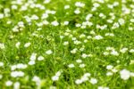 Sagina subulata - Afbeelding 2