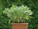 Salvia officinalis