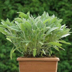 Salvia officinalis
