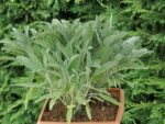 Salvia officinalis - Afbeelding 2