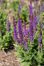 Prunella grandiflora, Salvia nem. Ostfriesland, Echiniacea purp. - Afbeelding 2