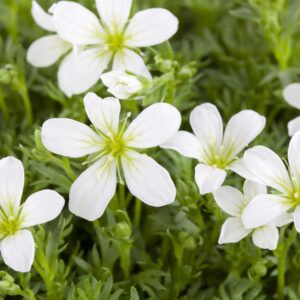 Saxifraga (A) 'Schneeteppich'