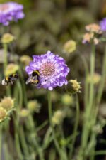 Stachys, Scabiosa - Afbeelding 3
