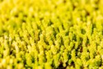 Sedum acre, Sedum album, Sedum reflexum, Sedum spurium 'Splendens'