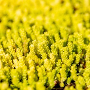 Sedum acre, Sedum album, Sedum reflexum, Sedum spurium 'Splendens'