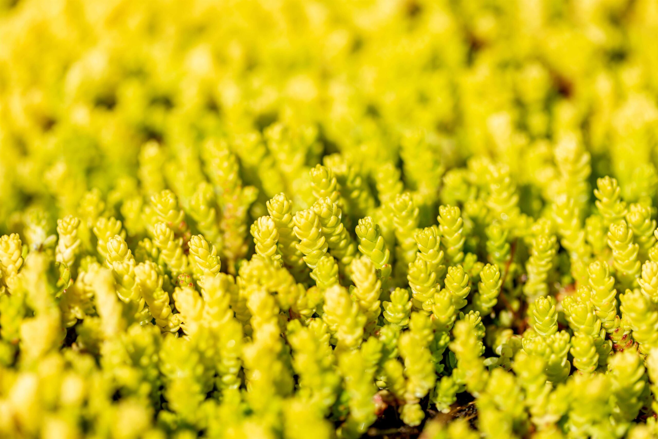 Sedum-acre-1 Sedum acre, Sedum album, Sedum reflexum, Sedum spurium 'Splendens' - Afbeelding 1