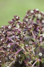 Sedum acre, Sedum album, Sedum reflexum, Sedum spurium 'Splendens' - Afbeelding 2