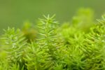 Sedum acre, Sedum album, Sedum reflexum, Sedum spurium 'Splendens' - Afbeelding 3