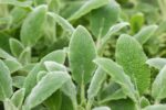 Stachys, Scabiosa