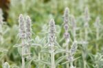Stachys, Scabiosa - Afbeelding 2