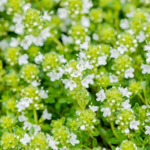 Thymus praecox 'Albiflorus'