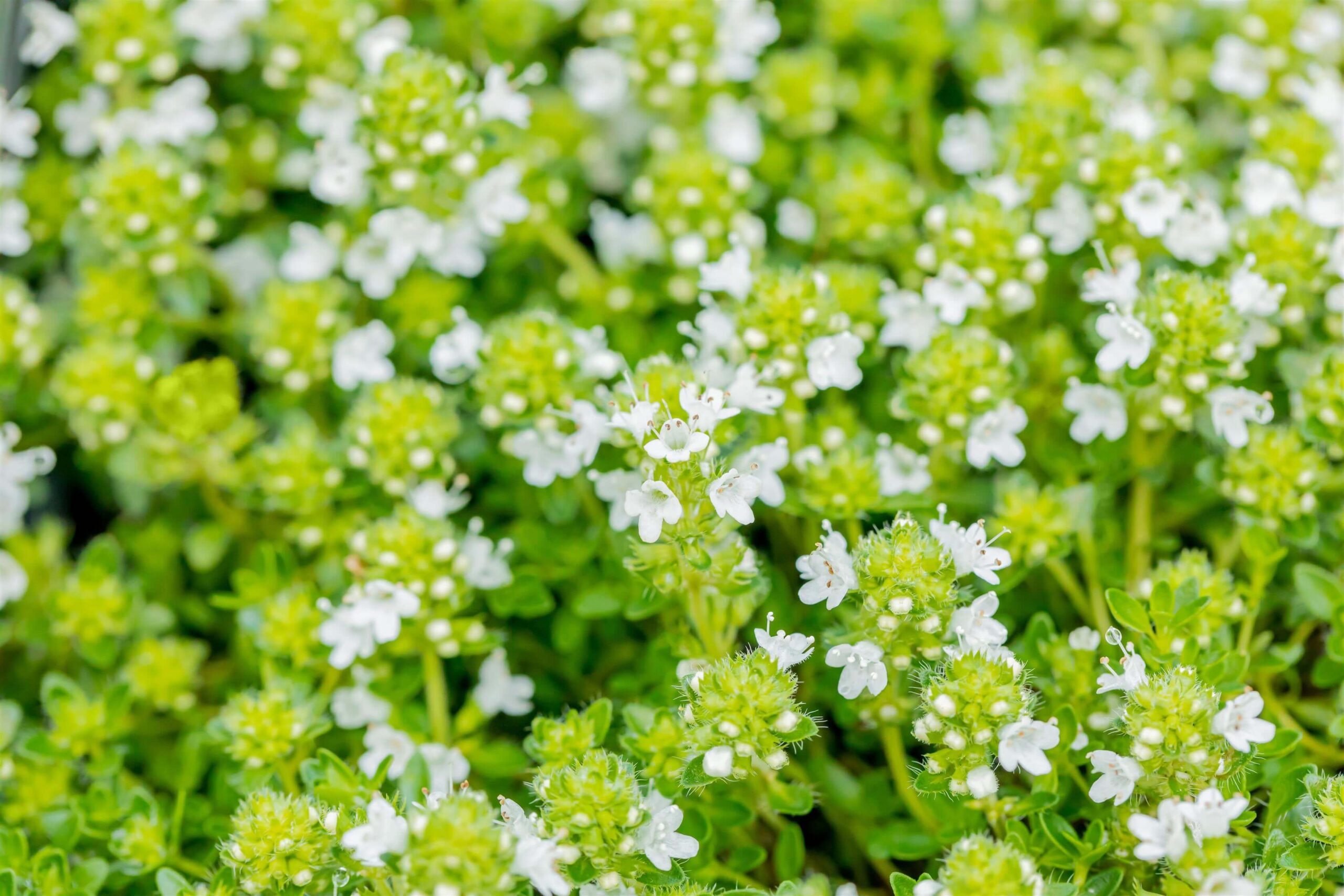 Thymus-praecox-Albiflorus-3 Thymus praecox 'Albiflorus' - Afbeelding 1