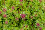 Centaurea montana, Thymus serpyllum - Afbeelding 2