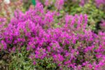 Thymus serpyllum - Afbeelding 2