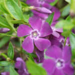 Vinca minor 'Atropurpurea'