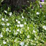 Vinca minor 'Alba'