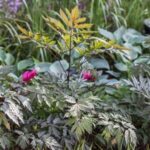 Actaea simp. Atropurpurea