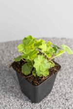 Alchemilla mollis - Afbeelding 2