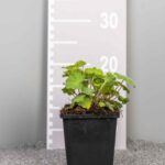 Alchemilla mollis