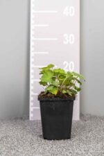 Alchemilla mollis