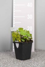 Alchemilla mollis - Afbeelding 3