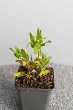 Salvia nemorosa 'Blauhügel' - Afbeelding 2