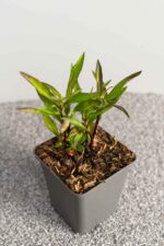 Aster 'Starlight' - Afbeelding 2