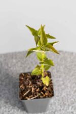 Agastache 'Blue Fortune' - Afbeelding 2