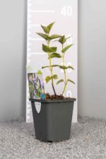 Agastache 'Blue Fortune' - Afbeelding 3