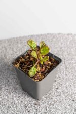 Ajuga reptans 'Catlin's Giant' - Afbeelding 2