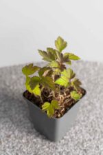 Anemone hupehensis 'Splendens' - Afbeelding 2