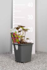 Anemone hupehensis 'Splendens' - Afbeelding 3