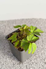 Anemone x hybrida 'Honorine Jobert' - Afbeelding 2