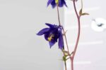 Aquilegia alpina - Afbeelding 4