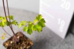 Aquilegia alpina - Afbeelding 2