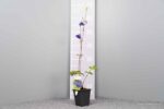 Aquilegia alpina - Afbeelding 3