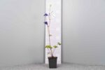 Aquilegia alpina