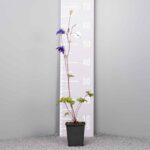 Aquilegia alpina