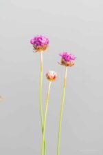 Armeria pseudarmeria - Afbeelding 4