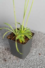 Armeria pseudarmeria - Afbeelding 2