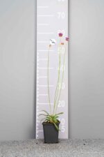 Armeria pseudarmeria