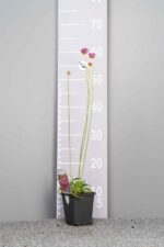 Armeria pseudarmeria - Afbeelding 3