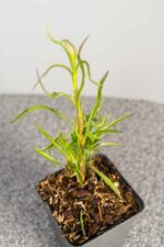 Aster 'Monte Cassino' - Afbeelding 2