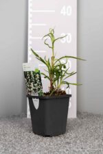 Aster 'Monte Cassino' - Afbeelding 3