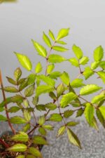 Astilbe 'Brautschleier' - Afbeelding 2