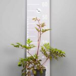 Astilbe 'Brautschleier'